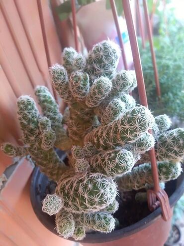 Kaktus: Kaktusi – više vrsta u saksiji - Opuntia microdasys (tzv. „zeka“ — 2