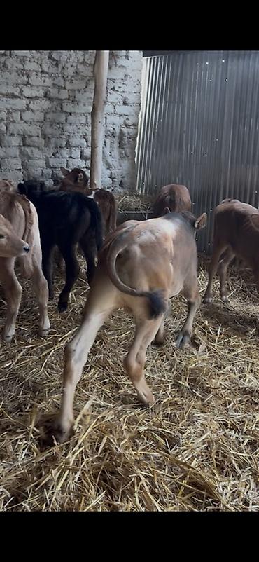 Dana, buzov: Satışda: dana balaları - Növ: yerli cins ətlik/südlük istiqamətə — 19