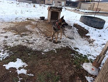 Продажа собак: Немецкая овчарка смешаная 10 Айлык эркек — 4