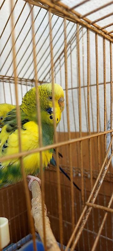 tap az qusar heyvanlar: Məhsul: dalmatin və klassik rəng kombinasiyalarında nimfa/budgerigar — 5
