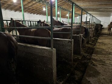 Лошади, кони: Продаю | Жеребенок, Кобыла (самка), Конь (самец) — 8