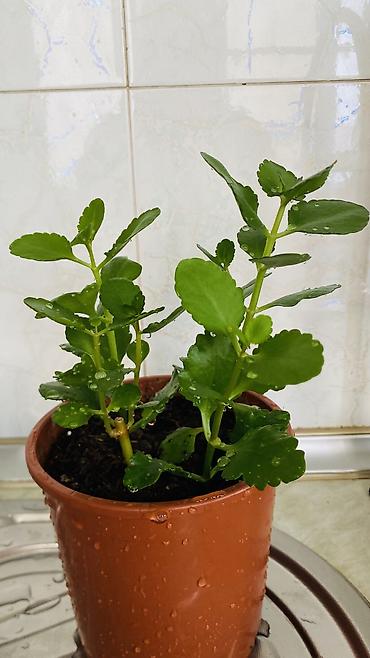 kala: Kalanxoe (Kalanchoe blossfeldiana) – saksı bitkisi - Rəngli, çoxlu — 5