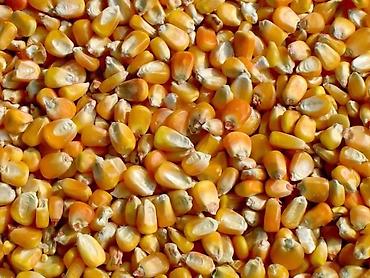 продам курей: С поля, сорт к59, рушка,Кукуруза (зерно) - Крупное сухое зерно — 1