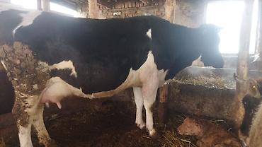 Коровы, быки: Продаю | Корова (самка) | Полукровка | Для молока | Стельные — 2