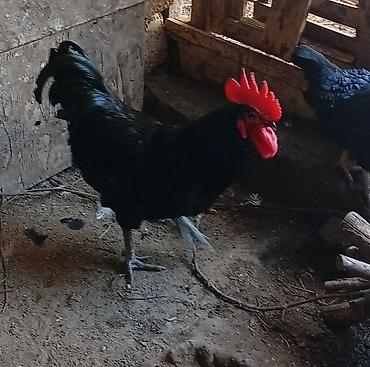 yerli xoruzlar: Xoruz, il: >5 Ünvandan götürmə — 4