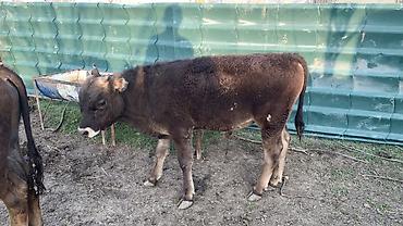 Коровы, быки: Продаю | Бык (самец) | На откорм — 7