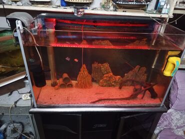 Akvariumlar: Tam avadanlıqlı akvarium seti - Şüşə akvarium, ön tərəfi panoramik — 4