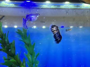 Balıqlar: Sülhsevər, Ödənişli çatdırılma -da lalafo.az — 8 Balıqlar: Sülhsevər, Ödənişli çatdırılma — 8