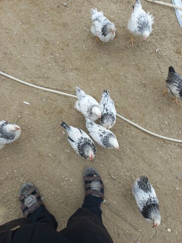 australorp toyuq satılır: Toyuq, Damazlıq, Ünvandan götürmə