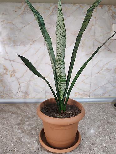 Otaq bitkiləri: Sansevieria gülü satılır - Bitki: Sansevieria trifasciata — 1