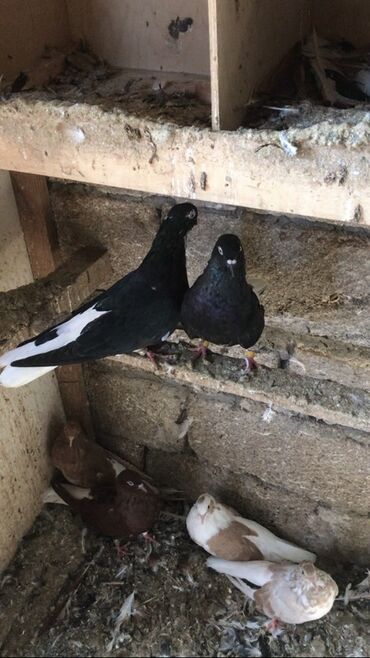 Akvarium aksessuar və ləvazimatları: Salam. Cüt ağ quyruqlar satılır. Tam sağlam heyvanlardı. Real alıcı