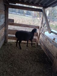 продажа баранов в бишкеке: Сатам | Ургаачы кой (ургаачы)