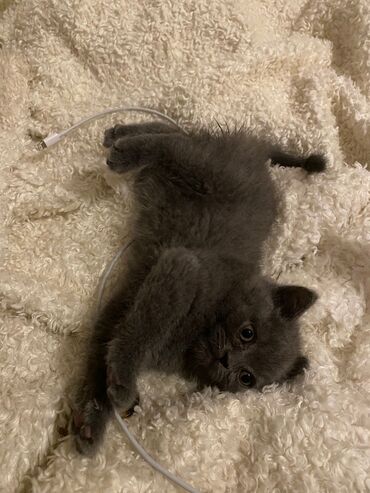 Pişiklər: Dişi, Ödənişli çatdırılma — 8