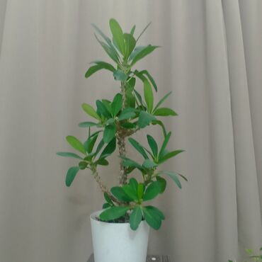 домашнии цветы: Комнатное растение – пахиподиум (дерево-бутылка/медуза) в белом