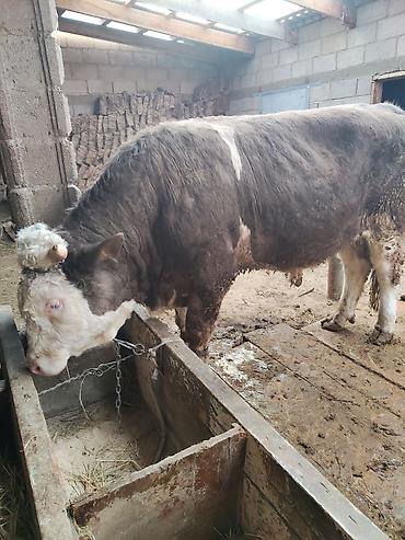 Коровы, быки: Продаю | Бык (самец) | Герефорд | Для разведения | Привязанные — 5