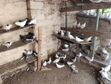 Akvarium aksessuar və ləvazimatları: Salam göyərçinlər satılır 40 a yaxindi kim isdese bu nömrədə Vp var