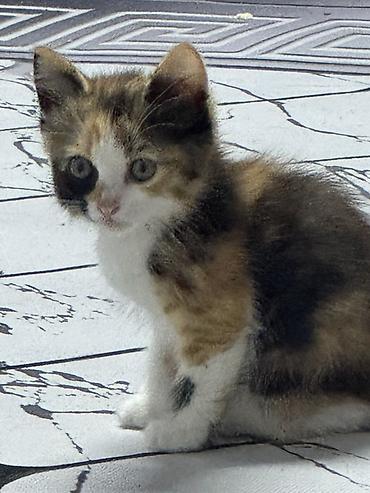бархатные котята: Котёнок 3 месяца,трёхцветной окраски (черепаховый окрас с белым) — 1