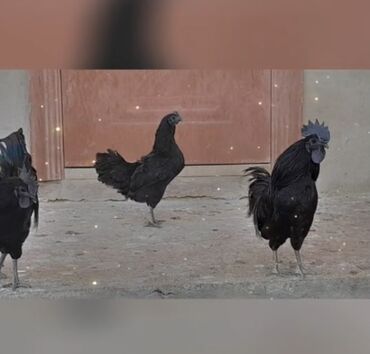 Xoruzlar: Xoruz, il: 1 -da lalafo.az — 14 Xoruzlar: Xoruz, il: 1 — 14