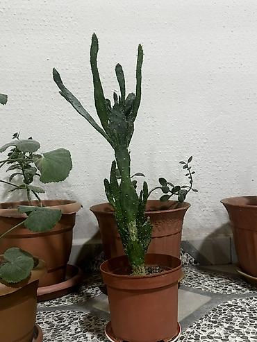 Otaq bitkiləri: 2 ədədi 6 manat Otaq bitkiləri kolleksiyası – müxtəlif növlər bir — 15
