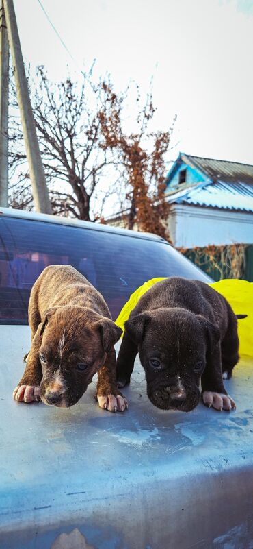 Продажа собак: Питбуль, 1 месяц, Самец — 8