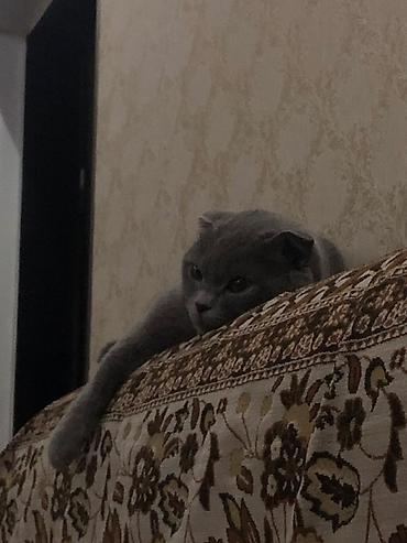 кошка майкун: Шотландская вислоухая кошка (Scottish Fold) - Окрас: ровный — 2