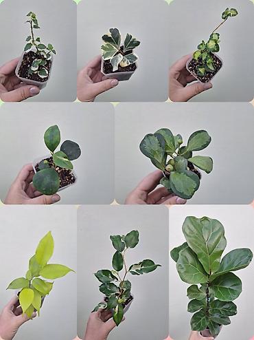 Комнатные растения: 🌿 В продаже фикусы разных сортов (детки/молодыерастения). 💚 Названия — 1