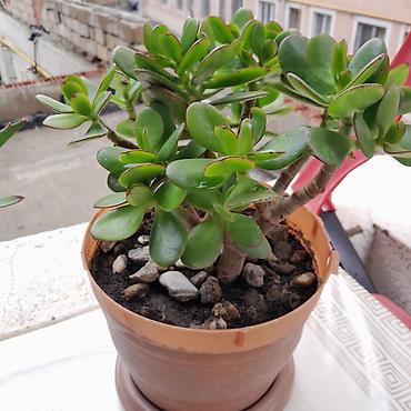 kiraye 1 otaq evler: Pul ağacı (Crassula ovata) – saksıda, çoxbudaq, ətli yarpaqlı — 1