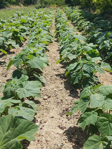 paulownia ağacı satışı: 1metr - 10 manat 2 metr - 20 manat 3 metr - 30 manat bunlardan kiçik