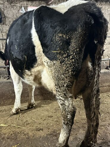 Коровы, быки: Продаю | Корова (самка) | Симментальская | Для молока — 6