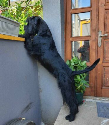 Psi: Veliki Crni Snaucer štenci vrhunskog izlozbenog porekla na prodaju — 8