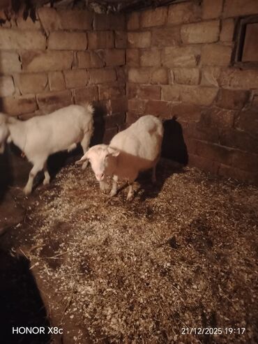 Keçi, çəpiş: Qiymət cütünə ayıdır cütü 650 manata sani boğaz keçilər di isteyen — 2