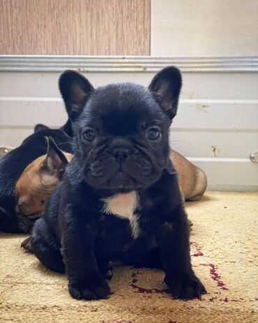 Psi: Odgajivačnica francuskih buldoga "Od kuce don" predstavlja leglo na — 4