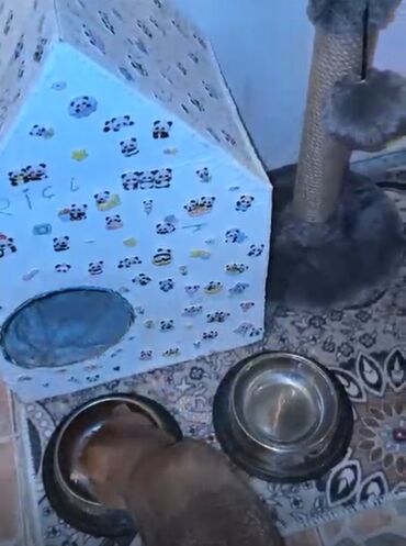 Pişiklər: Şotland yastı qulaq, Erkək, Yaxşı əllərə — 11