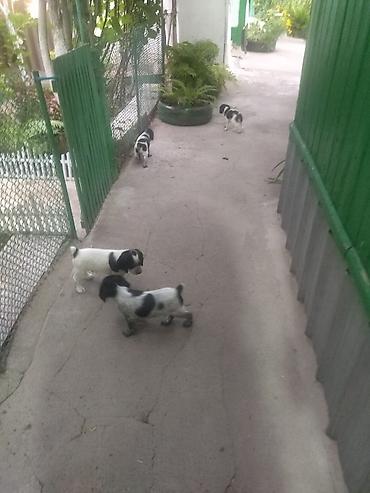 Продажа собак: Спаниель, 1 месяц, Самец, С прививкой — 8