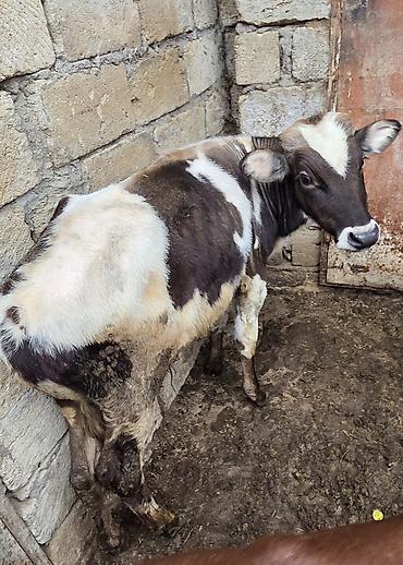 ev heyvanlarının satışı: Satış üçün buzovlar - Növ: Qarışıq südçü ətlik istiqamət (alaca və — 3