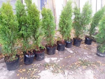 купить черемуху: Көчөттөр дарактардын: Туялар, Өзү алып кетүү