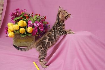породистые кошки: Друзья !!! долгожданный помет . Бенгальские котята . от самых — 5