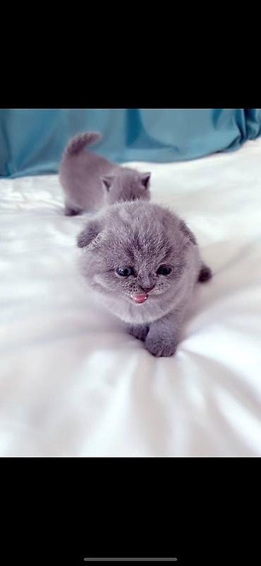 пл: Продается котенок чистокровный, шотландский вислоухие 1 месяц, котенок — 2