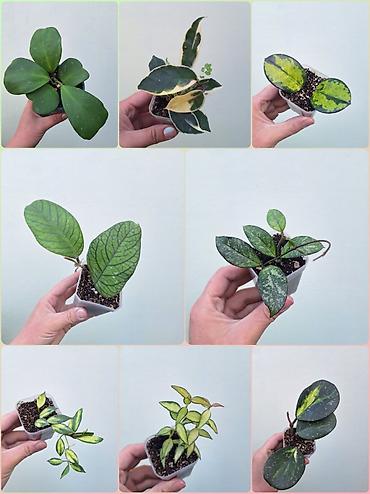 🌿 Хойи разных сортов в продаже. Названия сортов и цены указаны на