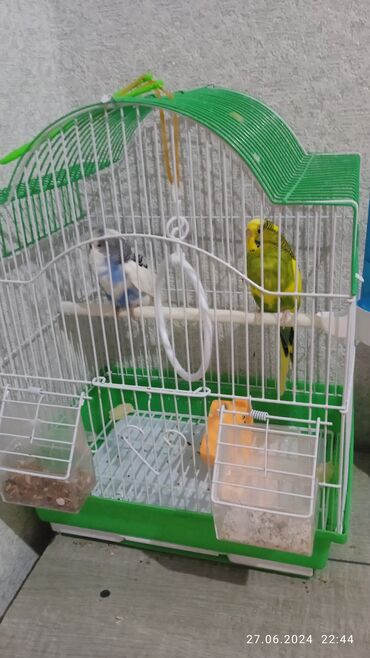 Птицы: Продается попугайи двое