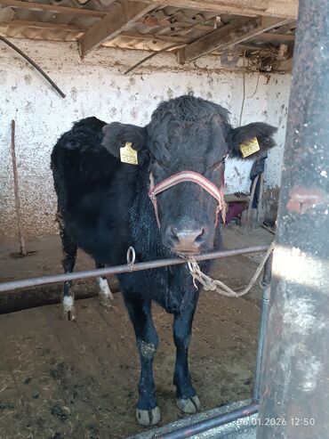 Коровы, быки: Продаю | Корова (самка) | Полукровка | Для разведения | Стельные — 3