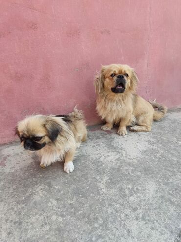 barter itlə: Pekines, 1 il, Erkek, Sənədli, Ünvandan götürmə