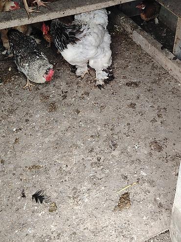 brama cuceler: Toyuq, Brama, Damazlıq — 4