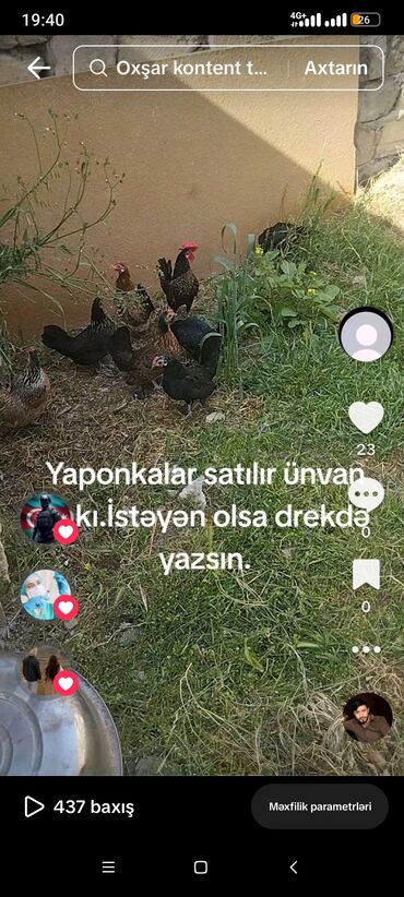 Toyuqlar: Yaponkalar satılır