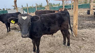 Продаю | Бык (самец), Музоо, торпок | Полукровка | На откорм at lalafo.kg Продаю | Бык (самец), Музоо, торпок | Полукровка | На откорм
