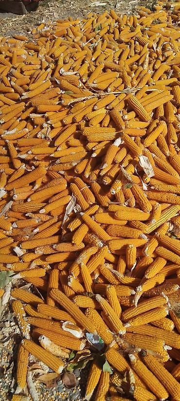 плакат на день кыргызского языка: Кургатылган попкорн жүгөрүсү сатылат уруктукада жарайт бышырсада — 1