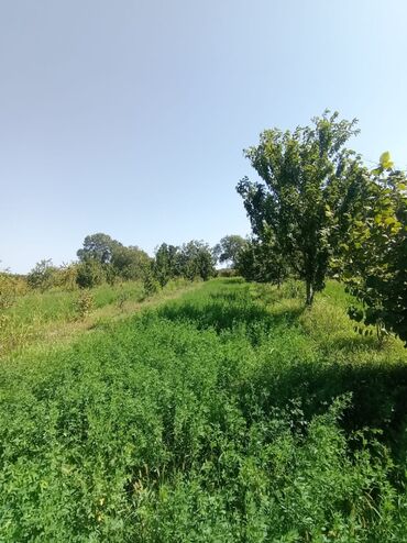 mastagada torpaq: 150 sot, Kənd təsərrüfatı, Mülkiyyətçi, Kupça (Çıxarış)