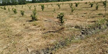 Torpaq sahələrinin satışı: 116 sot, Kənd təsərrüfatı, Barter mümkündür, Kupça (Çıxarış) -da lalafo.az — 6 Torpaq sahələrinin satışı: 116 sot, Kənd təsərrüfatı, Barter mümkündür, Kupça (Çıxarış) — 6