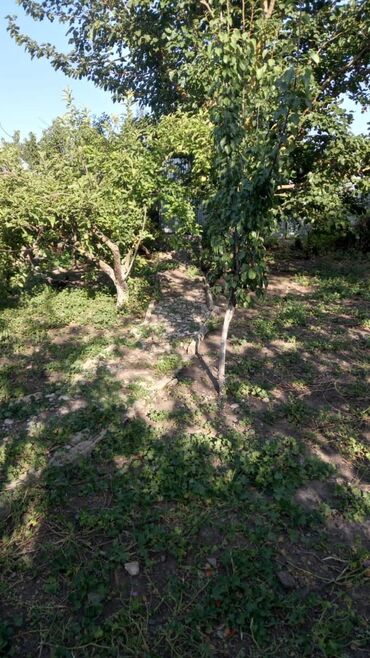 Həyət evləri və villaların satışı: 6 otaqlı, 150 kv. m, Orta təmir — 55