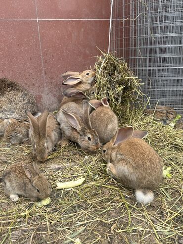 кролики токмак: Продаю | Крольчиха (самка), Кролик самец, Крольчата | Для разведения